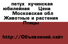 петух  кучинская  юбилейная . › Цена ­ 700 - Московская обл. Животные и растения » Птицы   